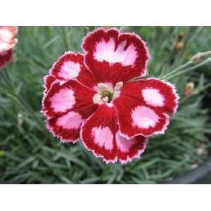 Spangled Star Dianthus Seed Pack Patio, Lawn & Garden