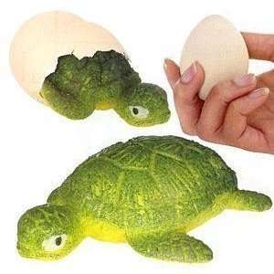  Turtle Egg Magic Growing Pet: Toys & Games