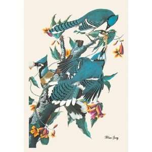  Exclusive By Buyenlarge Blue Jay 20x30 poster: Home 