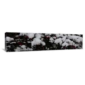  Snowcovered Flowers   Gallery Wrapped Canvas   Museum 