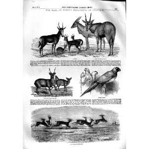 1851 EARL DERBY KNOWSLEY ANIMALS ANTELOPES PARROT DEER  
