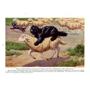1944 Puli hungarian Shepherd Leaps on a Runaway Sheeps Back   Wild 