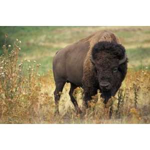  Buffalo in a Field Counted Cross Stitch Pattern: Arts 