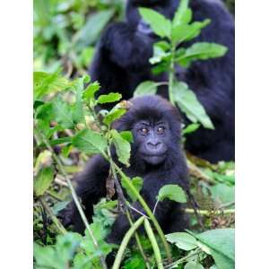 Young Mountain Gorilla Sitting, Volcanoes National Park, Rwanda 