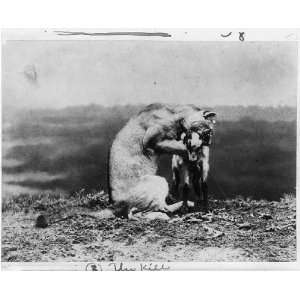   The kill,Female Lion,young goat,1889,Ottomar,Anschutz: Home & Kitchen
