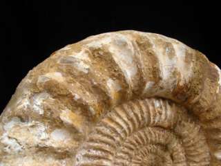 2lb Ancient Perisphinctes AMMONITE Jurassic Fossil  