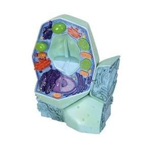   Plant Cell Model, magnified 500,000 1,000,000 times: Everything Else