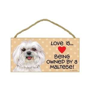  Maltese (puppy cut / short hair cut) (Love is being owned 