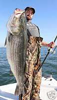 Daisy Chain Striper striped bass baits CHARTREUSE 4 items in COW 