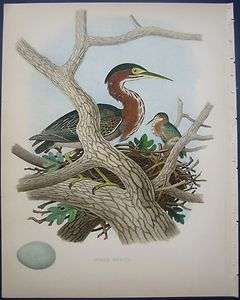 1882 ANTIQUE GENTRY PRINT GREEN HERON BIRD NEST EGGS  