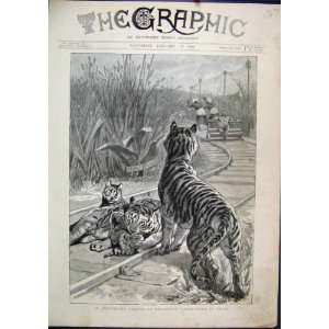 Tigers Playing Railway Engineers Running Train 1890:  Home 