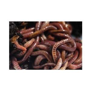Red Wiggler Composting Worms 3lb Pack:  Home & Kitchen