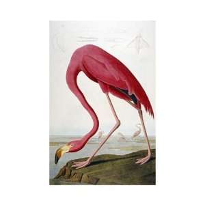  John Woodhouse Audubon   American Flamingo Giclee