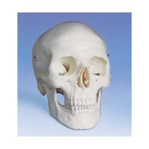  Classic Human Skull: Health & Personal Care