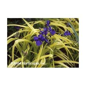  Spiderwort   Sweet Kate Perennial Flower Patio, Lawn 