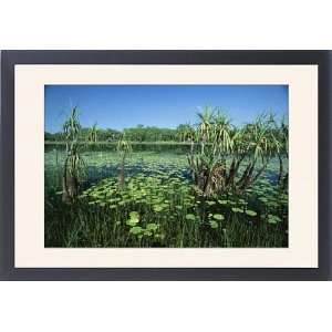  Lily pads and small palms in Annaburroo Billabong at the 