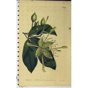   1802 Hand Coloured Flower Curtis Edwards Sansom N.596