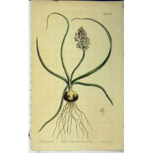   1811 Hand Coloured Flower Curtis Edwards Sansom N.1401