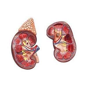 Altay® Kidney Model with Adrenal Gland  Industrial 