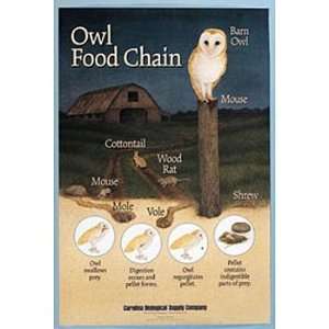 Owl Food Chain Poster  Industrial & Scientific