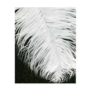  200 White Ostrich Feathers 14/17 Everything Else