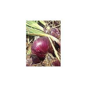   Red Short Day Onion Seed   2g Seed Packet: Patio, Lawn & Garden