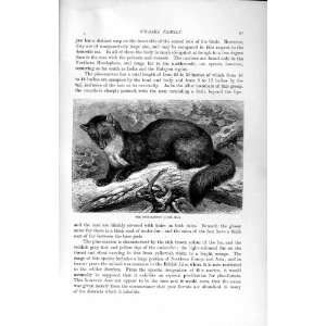   NATURAL HISTORY 1894 PINE MARTIN WEASEL FAMILY ANIMAL: Home & Kitchen