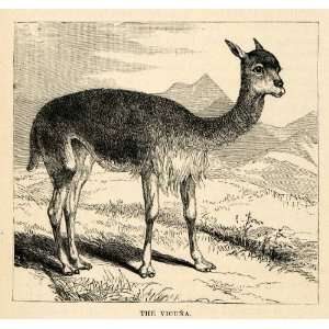  1888 Wood Engraving Vicuna Animal South America Camelids 