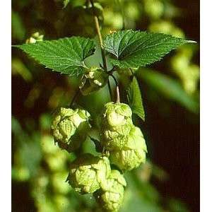   are turning in record numbers to growing hops for beer at home growing