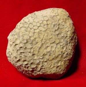 Fossil Coral Faristina Stellata Kentucky Ordovician S897  