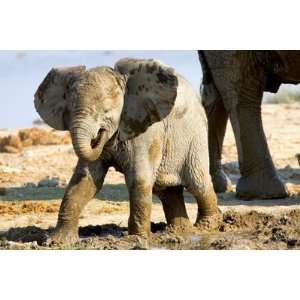  Baby African Elephant in Mud, Namibia by Joe Restuccia III 