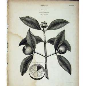   Encyclopaedia Britannica Botany Mangosteen Tree Plant
