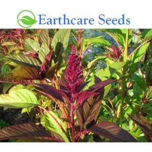 com Amaranth Burgundy (Amaranthus hypochondriacus) Organic 200 Seeds 