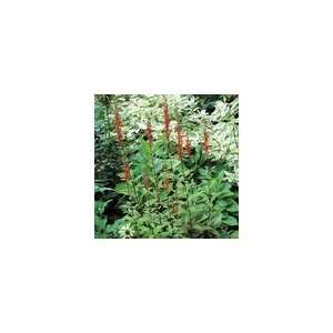  Cardinal Flower Fried Green Tomatoes PP#21,958 Plant 