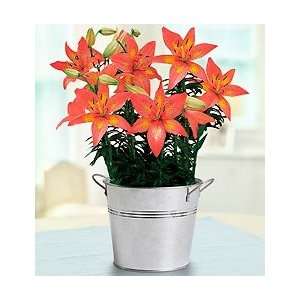 Flowers by 1800Flowers   Alluring Asiatic Lily