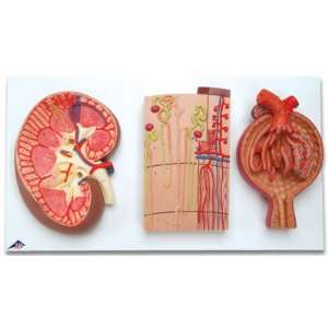 3B Scientific   Kidney Section, Nephrons, Blood Vessels and Renal 