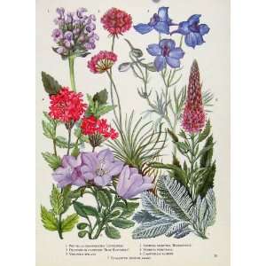   Prunella Dalphinium Veronica Flower Plants Print Color