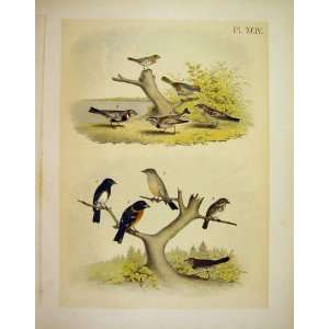   Townsend Finch +9 Studer Jasper Birds Of America 1878