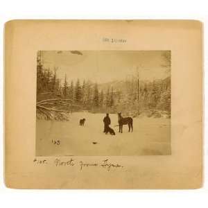  North from Dyea,Yukon Territory,c1897,horse,dogs,snow 