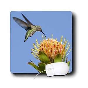  VWPics Birds   Annas Hummingbird hovers in mid air about 