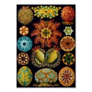  Sea Squirts, Ernst Haeckel Poster