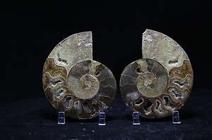 Large Polished Ammonite Pair Fossil from Morocco   3.5 x 4.25in 101611 