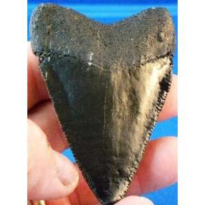   Black Record Great White Shark Tooth Fossil Replica 
