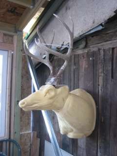 89 5 pt MULE DEER SHED 28 Main Beam antlers whitetail rack mount elk 