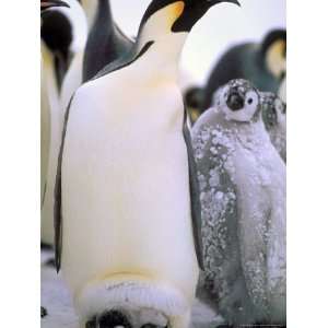 Emperor Penguins, Atka Bay, Weddell Sea, Antarctic Peninsula 