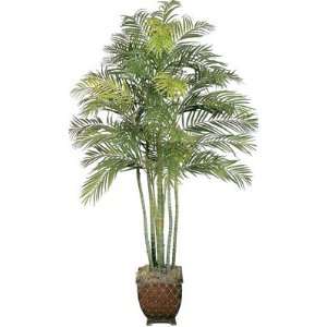  78 Areca Palm Tree with 7 Trunks