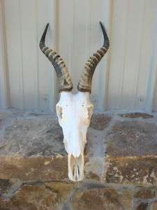 Blesbok horns/skull/taxidermy/antlers/log home  