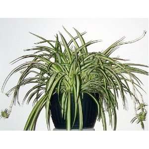   Spider Plant   Easy to Grow   Cleans the Air   NEW   6 Hanging Basket