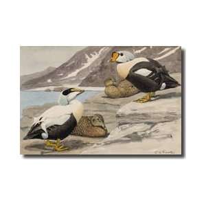 Pair Of Pacific Eiders And A Pair Of King Eiders Giclee 