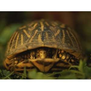 Nervous Female Ornate Box Turtle Peeps out from Her Shell Stretched 